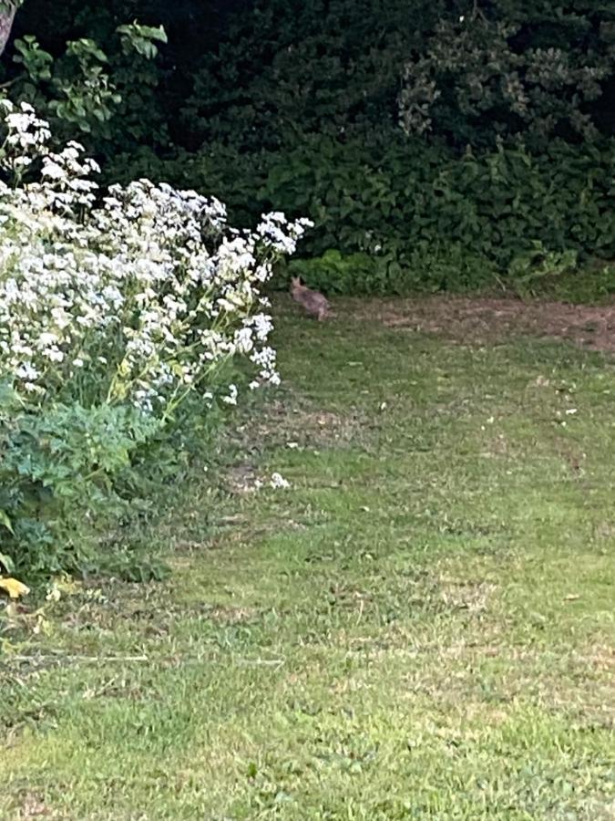 Roe Deer Meadow At Carr House Farm Otel Scarborough Dış mekan fotoğraf